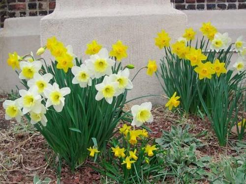 how to care for daffodils