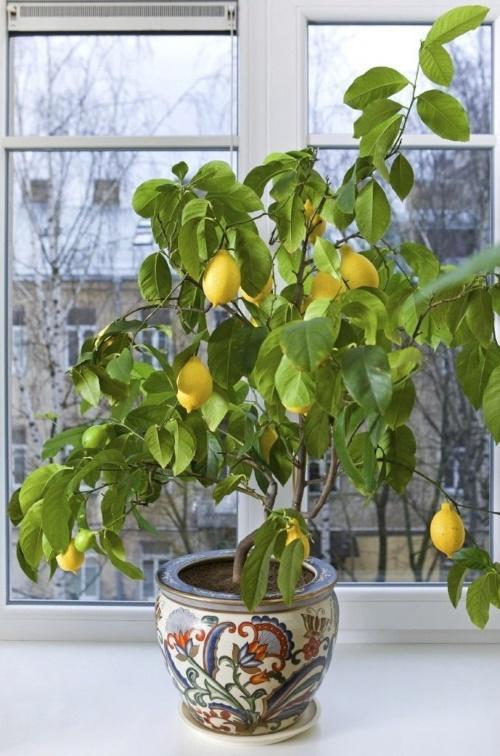 cara menanam lemon di rumah