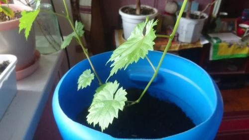 how to grow a grape bush from a seed