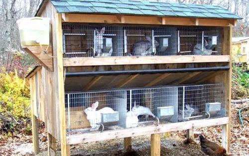 coelhos em gaiolas