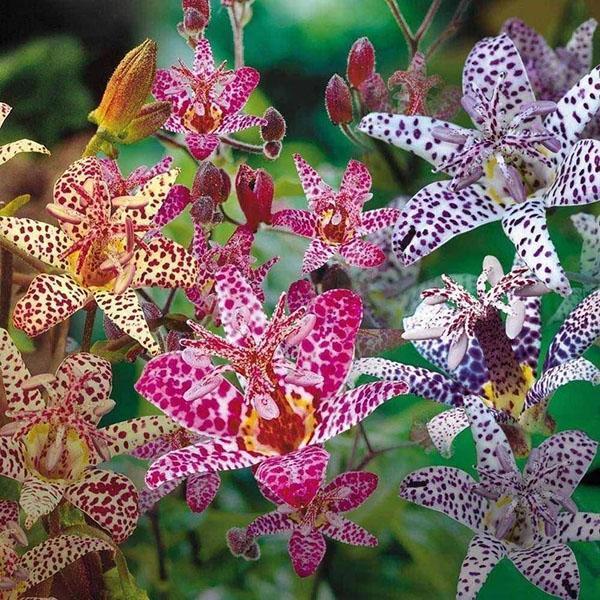bahçe orkide tricirtis