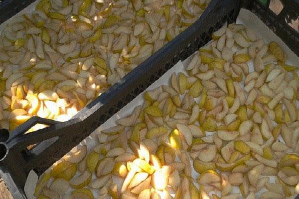 méthodes de récolte des poires pour l'hiver