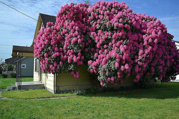 rododendron înflorit