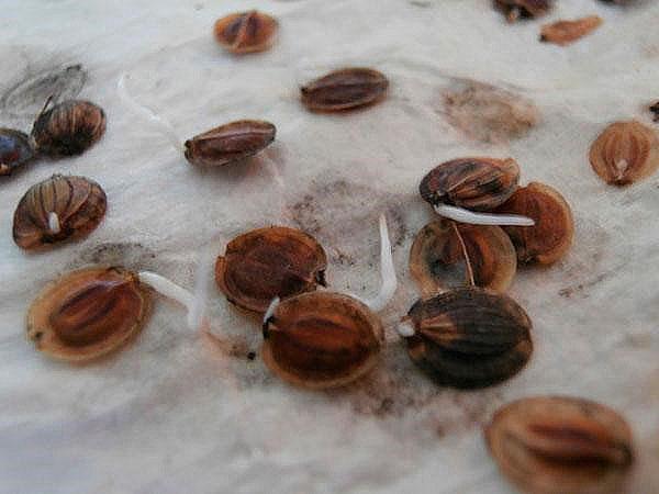 sementes germinadas de pastinaga