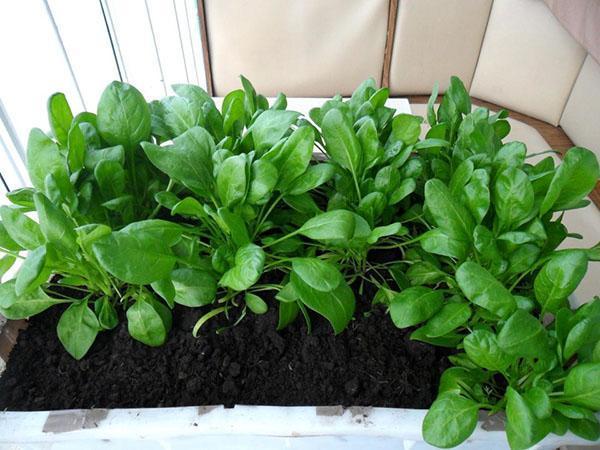 wachsender Spinat auf der Fensterbank