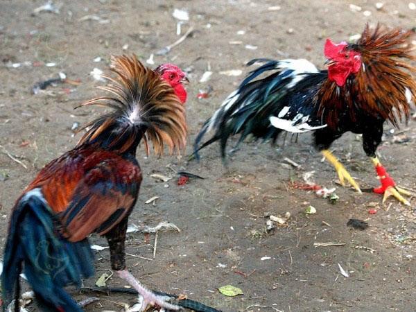 slåss raser av kycklingar