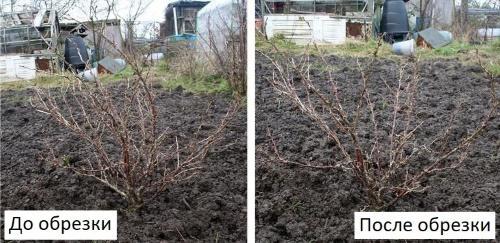 bush before and after pruning