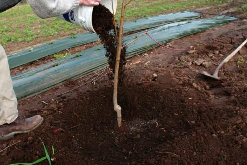 как да засадите ябълково дърво през пролетта
