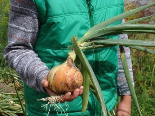 how to grow large onions