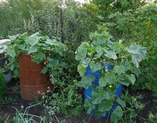 kaip auginti agurkus statinėje