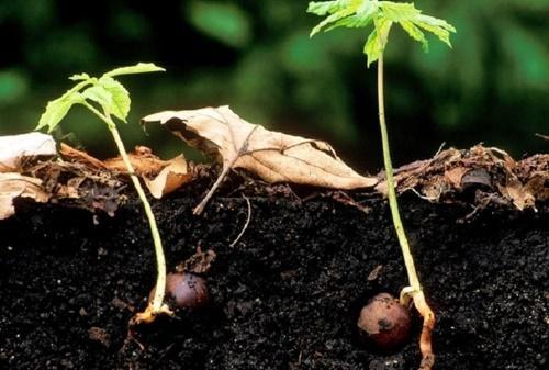 how to grow chestnut