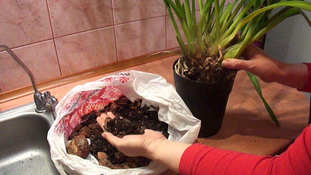 talaj a szárazföldi orchideák számára