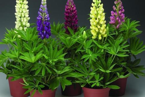 when to sow lupines for seedlings