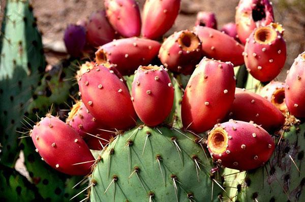 opuncie kaktus ovoce