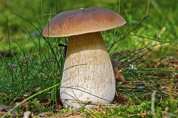 useful properties of porcini mushrooms