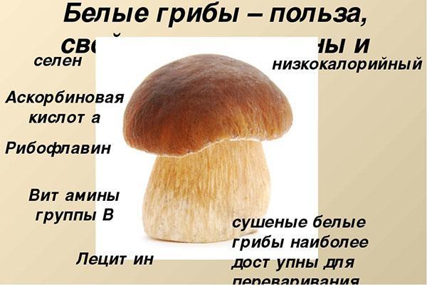 características do cogumelo porcini