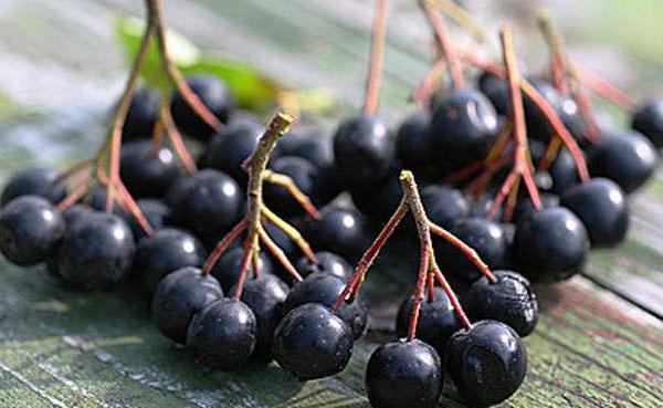 medicinal berries