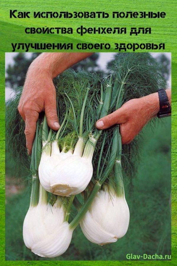 beneficial properties of fennel