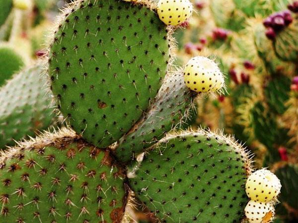 nuttige eigenschappen van cactus