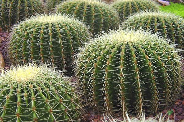 cactussen in het wild