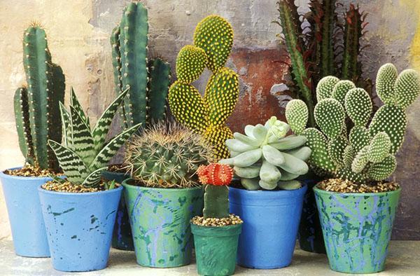 cactussen in potten