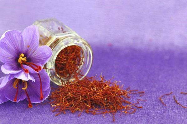 useful properties of saffron