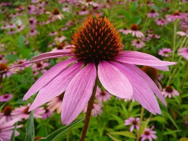 planting and caring for perennial echinacea