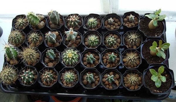 cactus in crescita dai semi