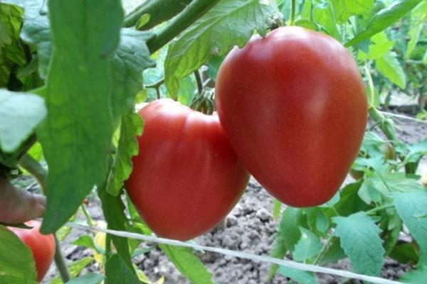 עגבניות חסה בטייאניה