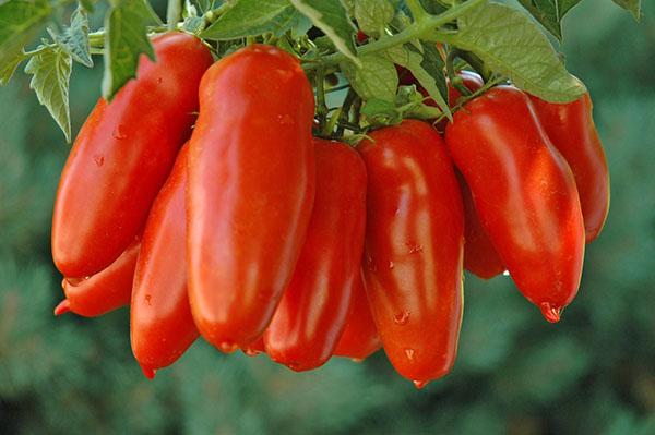 peppar tomat