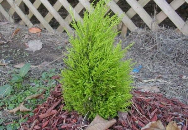 caring for cypress in the garden
