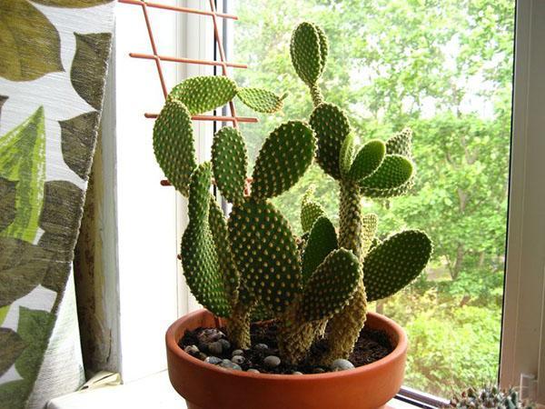 zorg thuis voor cactusvijg