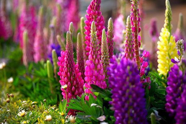 types and varieties of lupine