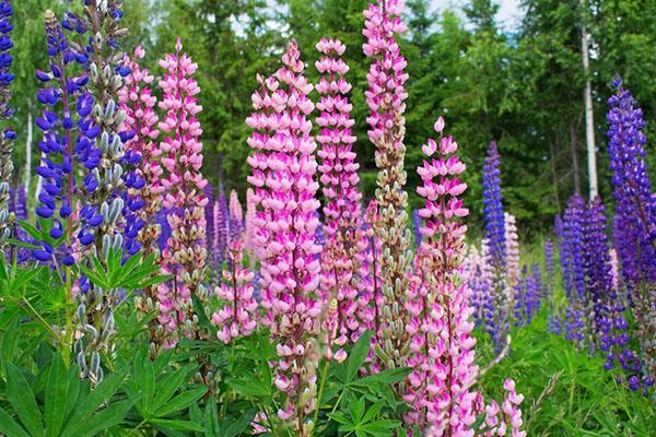 tall lupine inflorescences