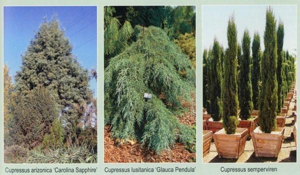 types of cypress