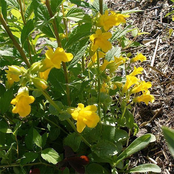 mimulus in a country flower bed