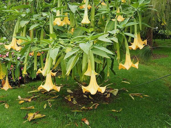 growing brugmansia from seeds