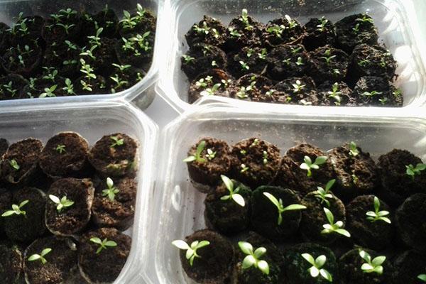 seedlings from brugmansia seeds