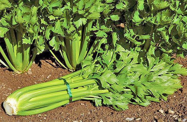 growing and caring for stalked celery