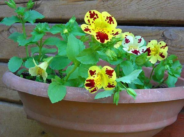 growing mimulus from seeds