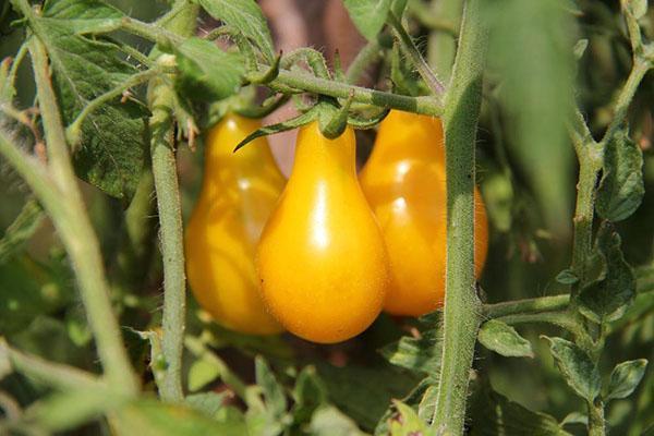 wachsender Tomatenhonig Tropfen