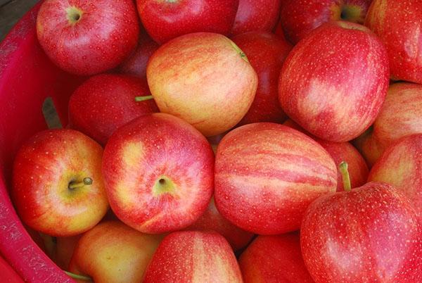 أصناف التفاح للتجميد