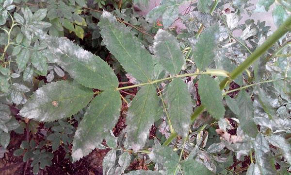muffa polverosa sulle foglie