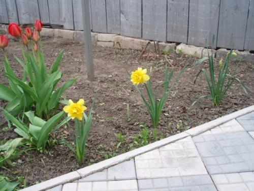 hvordan å mate påskeliljer og tulipaner om våren