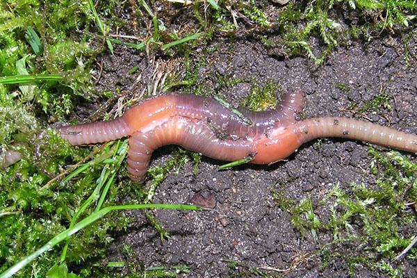 mating worms