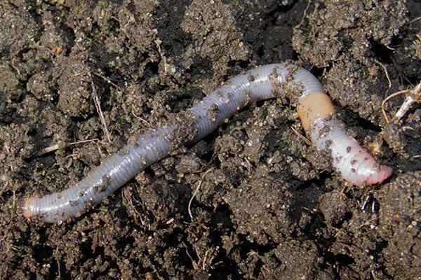 earthworm useful for soil