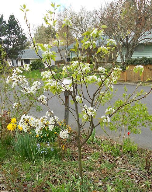 the Rogneda pear blossoms