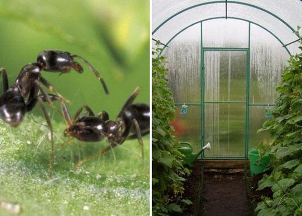 cum să scapi de furnici într-o seră