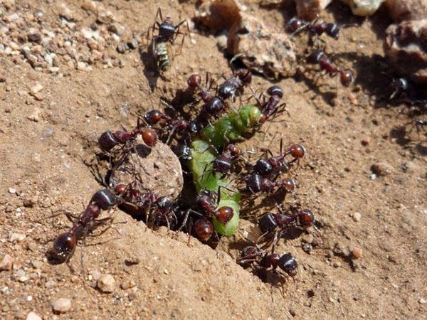 výhody a poškození mravenců