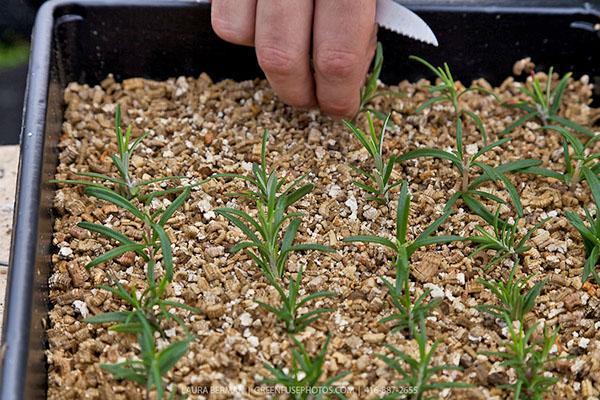 how to apply vermiculite to plants